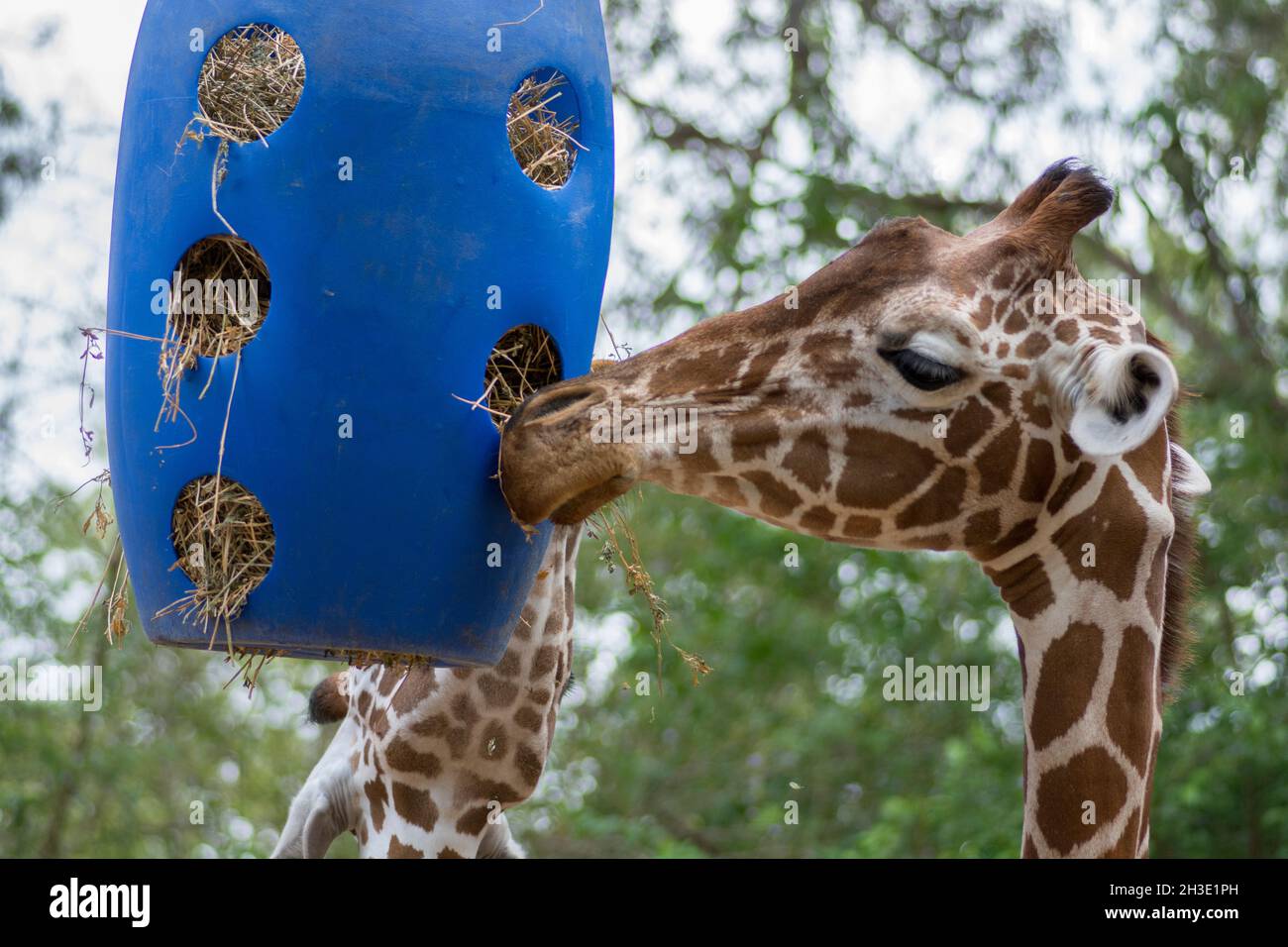 Beautiful Giraffe eating straw from a blue plastic container, hanging in the air Stock Photo