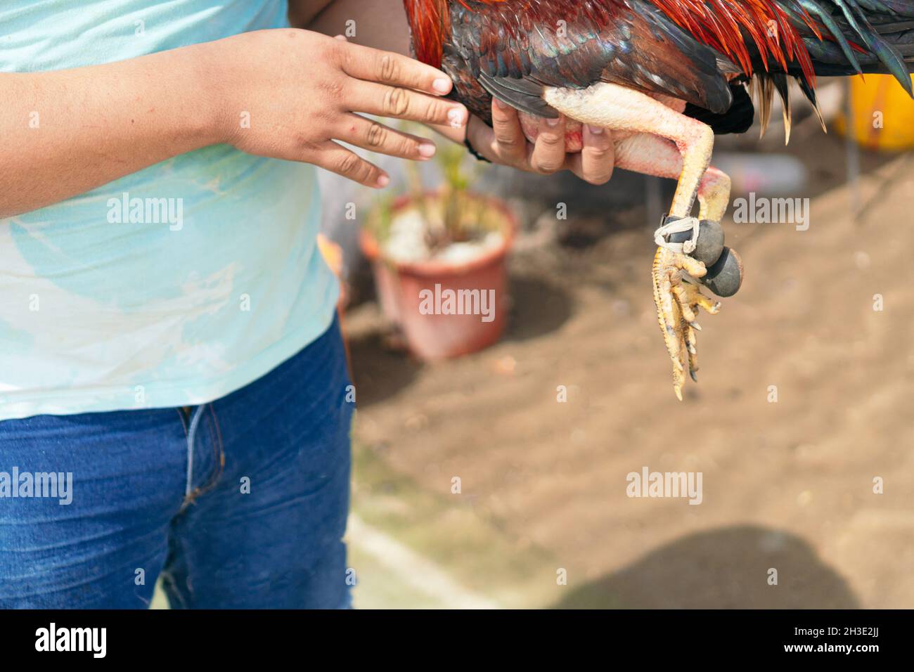 Unidentified villager prepares his rooster before fight Stock Photo