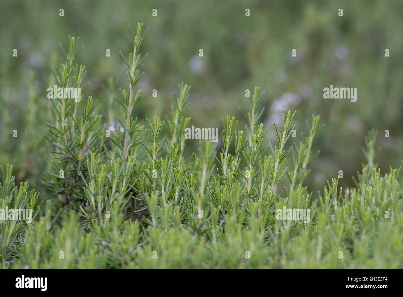 Close up of Salvia rosmarinus, commonly known as Rosemary, a shrub with