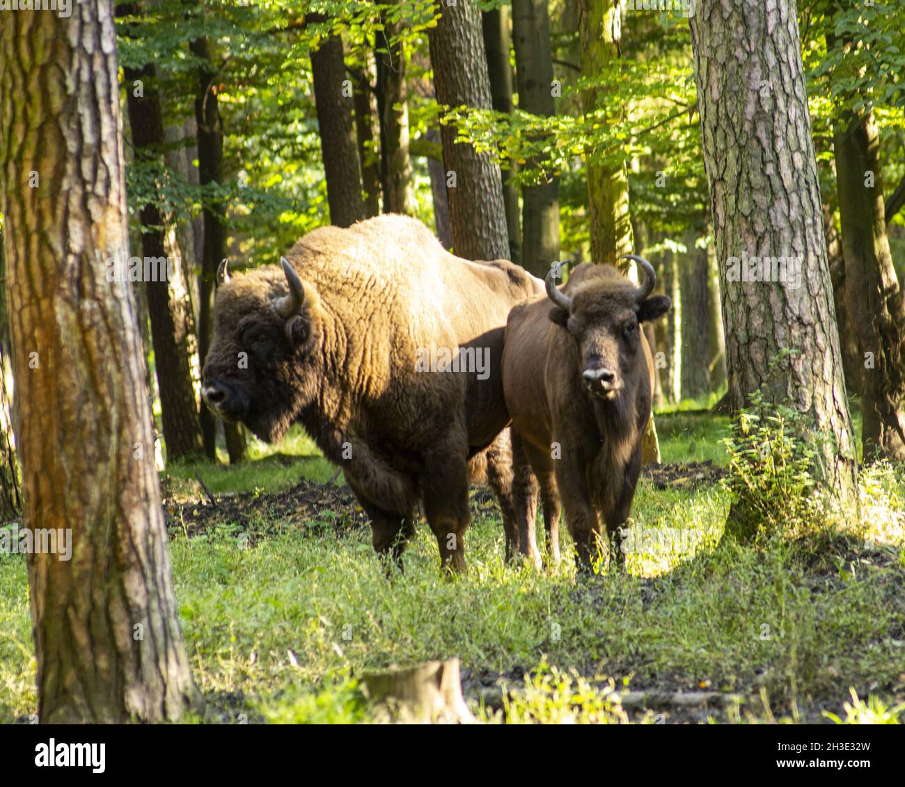 Diverse . Bliv såret Page 24 - European Buffalo European Buffalo High Resolution Stock  Photography and Images - Alamy
