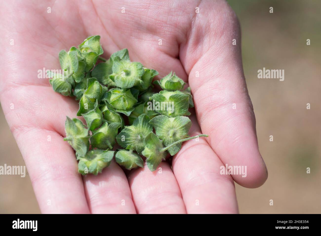 Hand full of Malva nicaeensis fruits, a species of flowering plant in the mallow family known by the common names bull mallow and French mallow Stock Photo