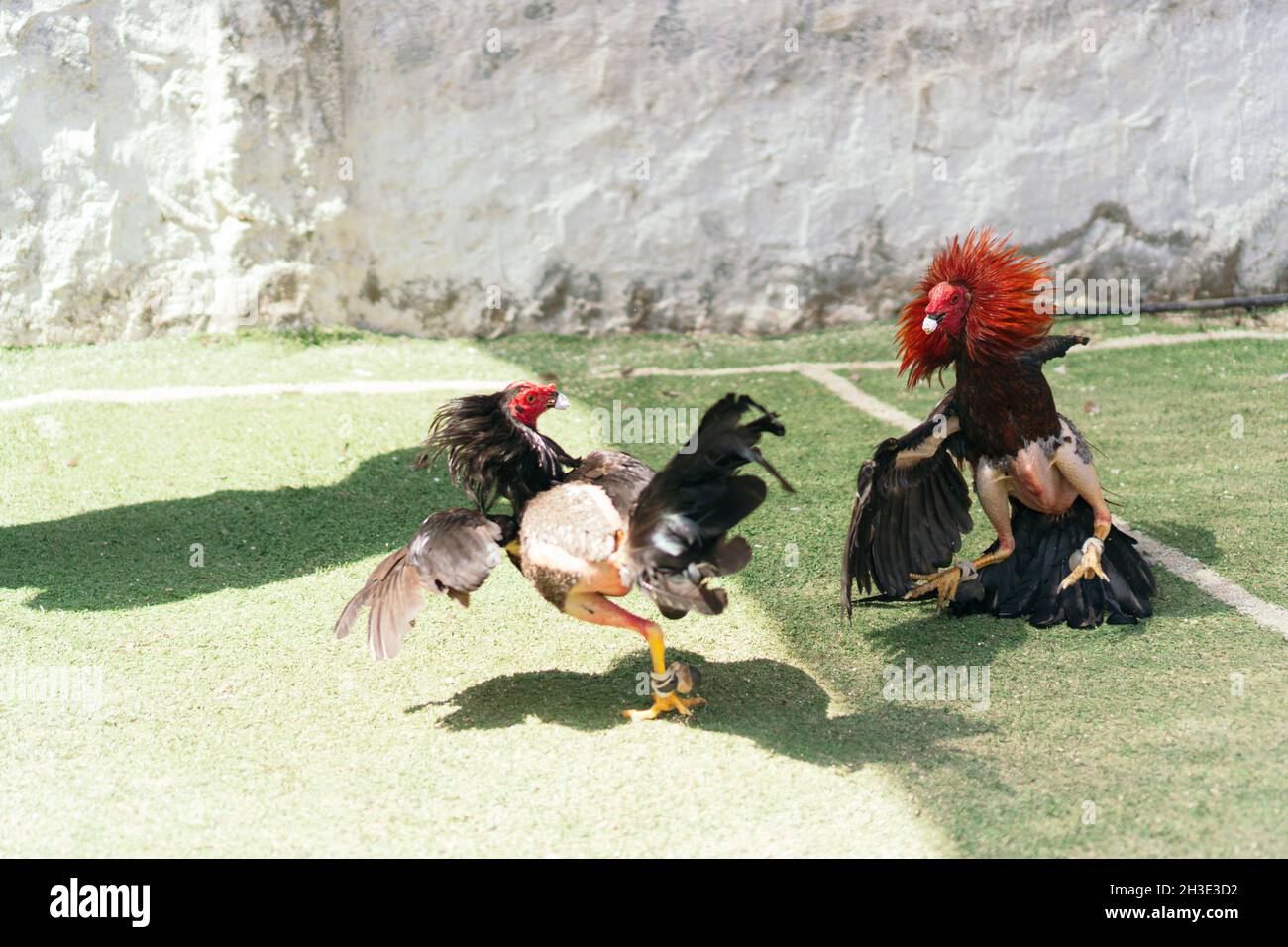 Two angry wild roosters fighting with neck feathers Stock Photo
