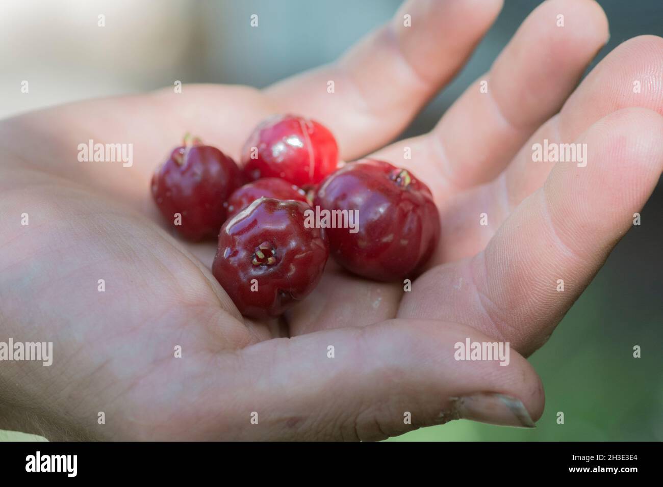 Hand full of Pitanga (Eugenia uniflora) red fruits. Stock Photo