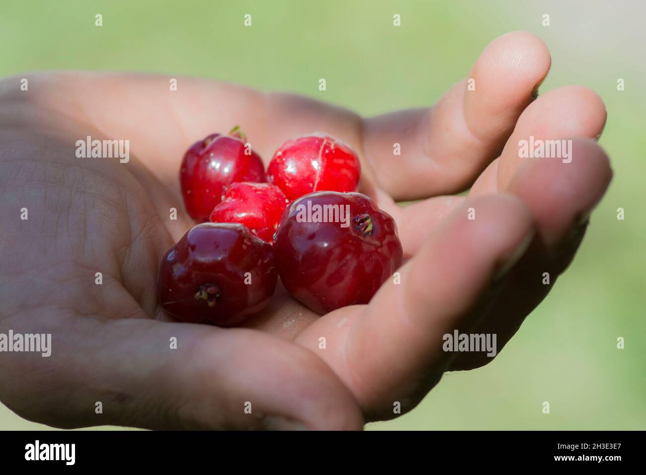 Hand full of Pitanga (Eugenia uniflora) red fruits. Stock Photo