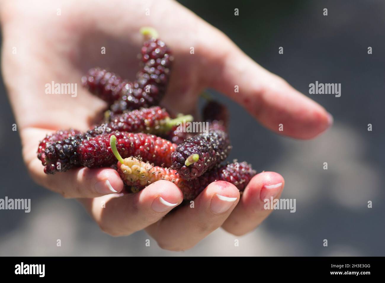 Hand full of Tibetan mulberry (Morus macroura) also known as the Long Mulberry. Stock Photo