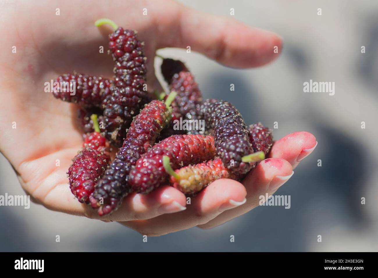 Hand full of Tibetan mulberry (Morus macroura) also known as the Long Mulberry. Stock Photo