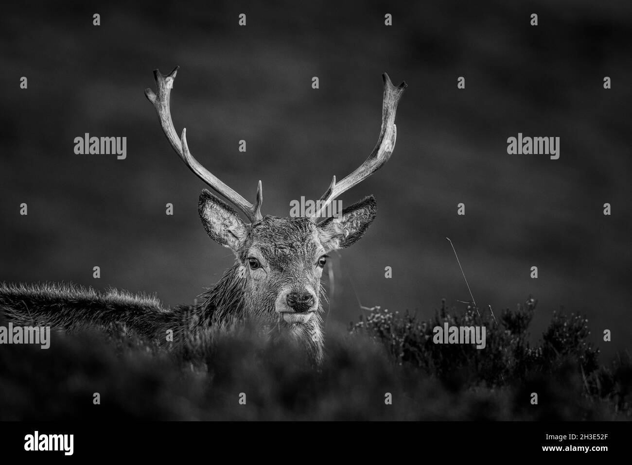 Red Deer stag in the Scottish Highlands. Stock Photo