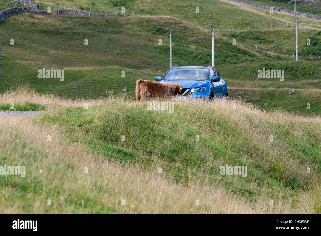 highland cow standing in the middle of single track road blocking car - Glen Lyon, Scotland, UK Stock Photo