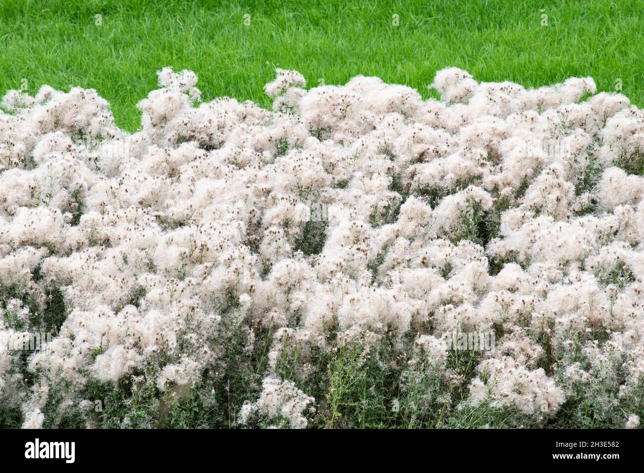 Thistles covered in thistledown hires stock photography and images Alamy