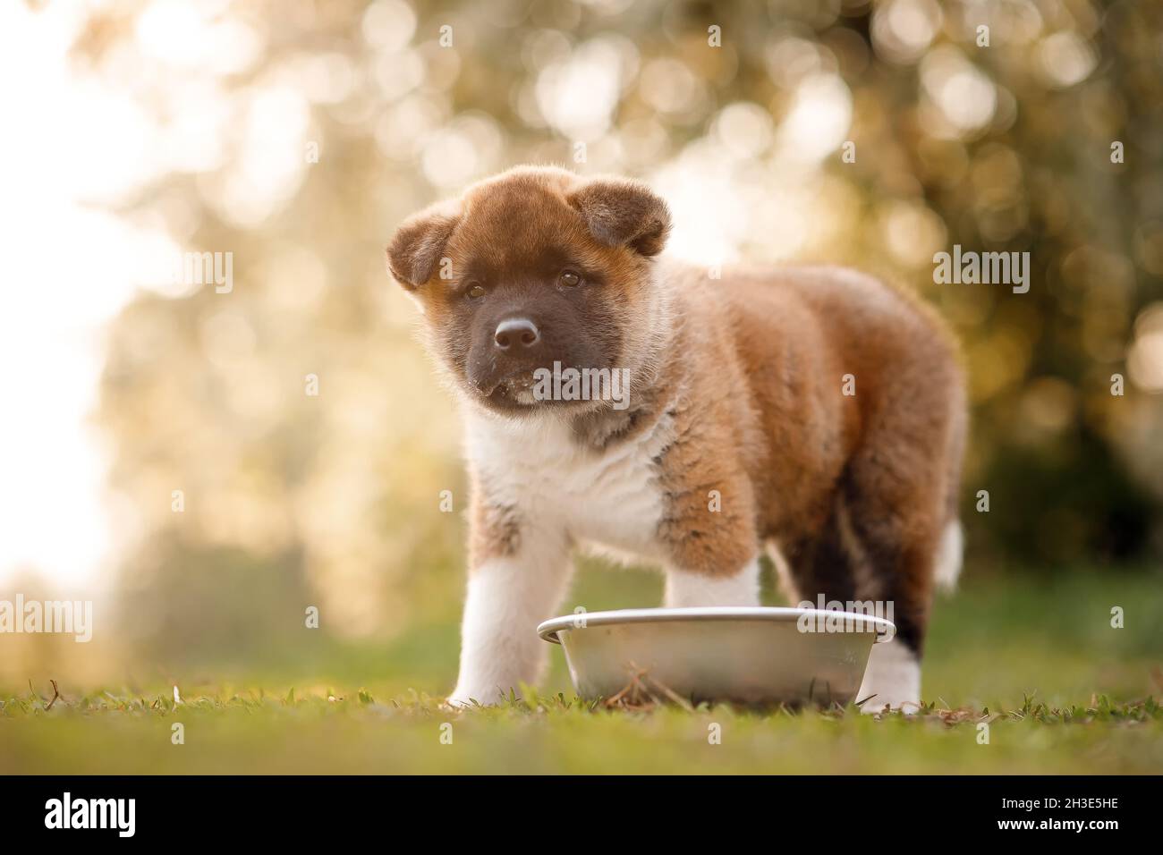 American Akita puppy beside his food bowl Stock Photo