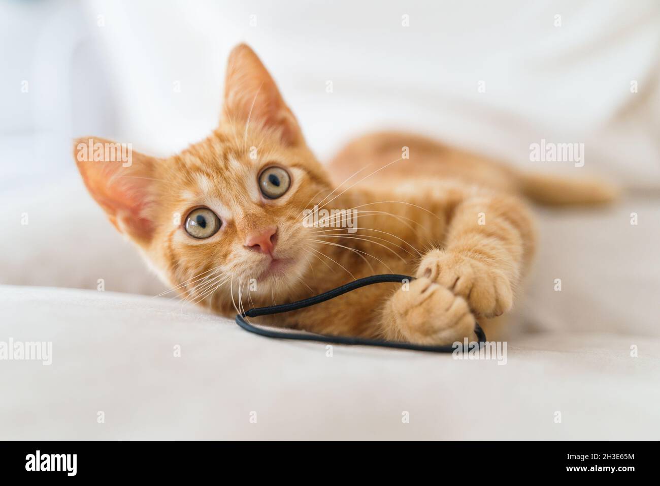 Cute kitten muzzle with brown coat looking at camera lying on couch