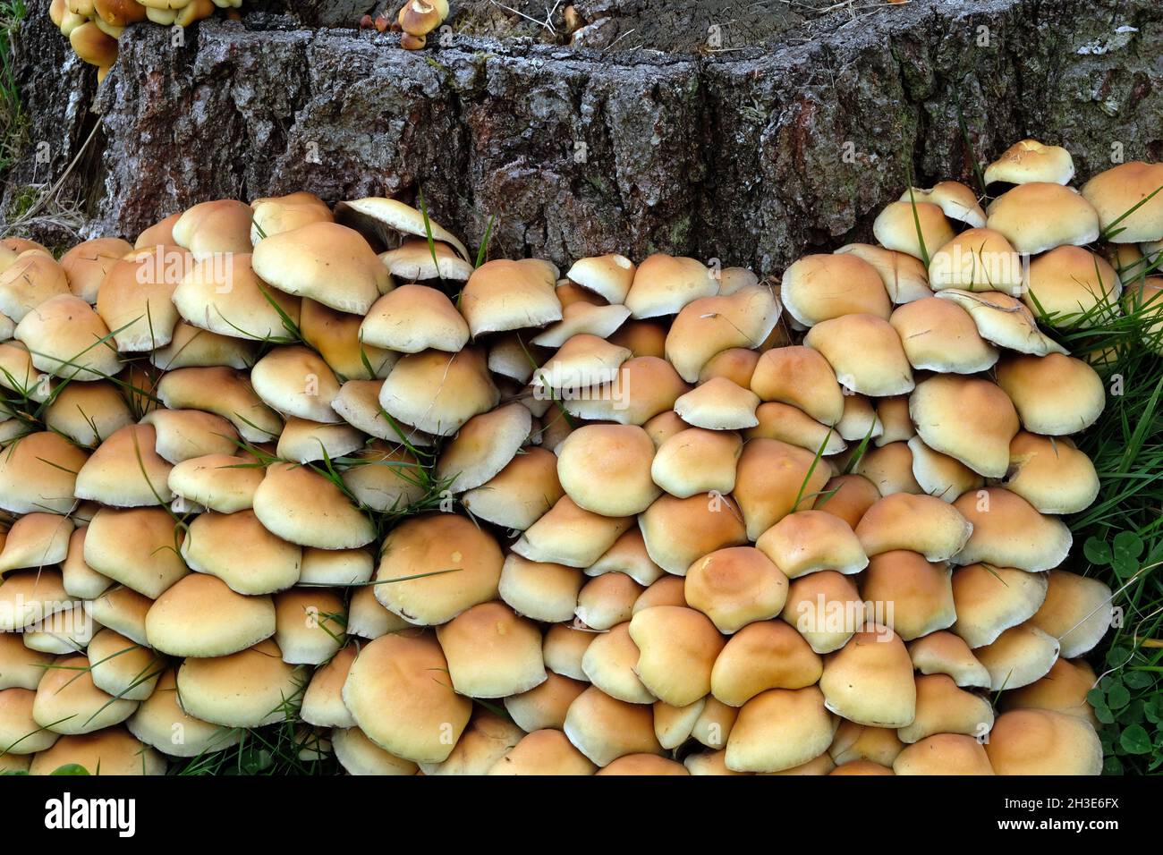 Clustered Brittlestem fungi - Psathyrella multipedata - on a rotting silver birch tree stump in a lawn, England Stock Photo