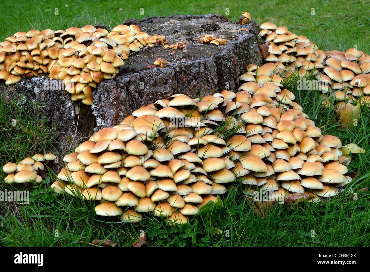 Clustered Brittlestem fungi - Psathyrella multipedata - on a rotting silver birch tree stump in a lawn, England Stock Photo