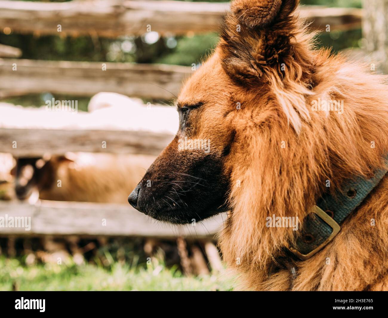 Basque sheep cheap dog