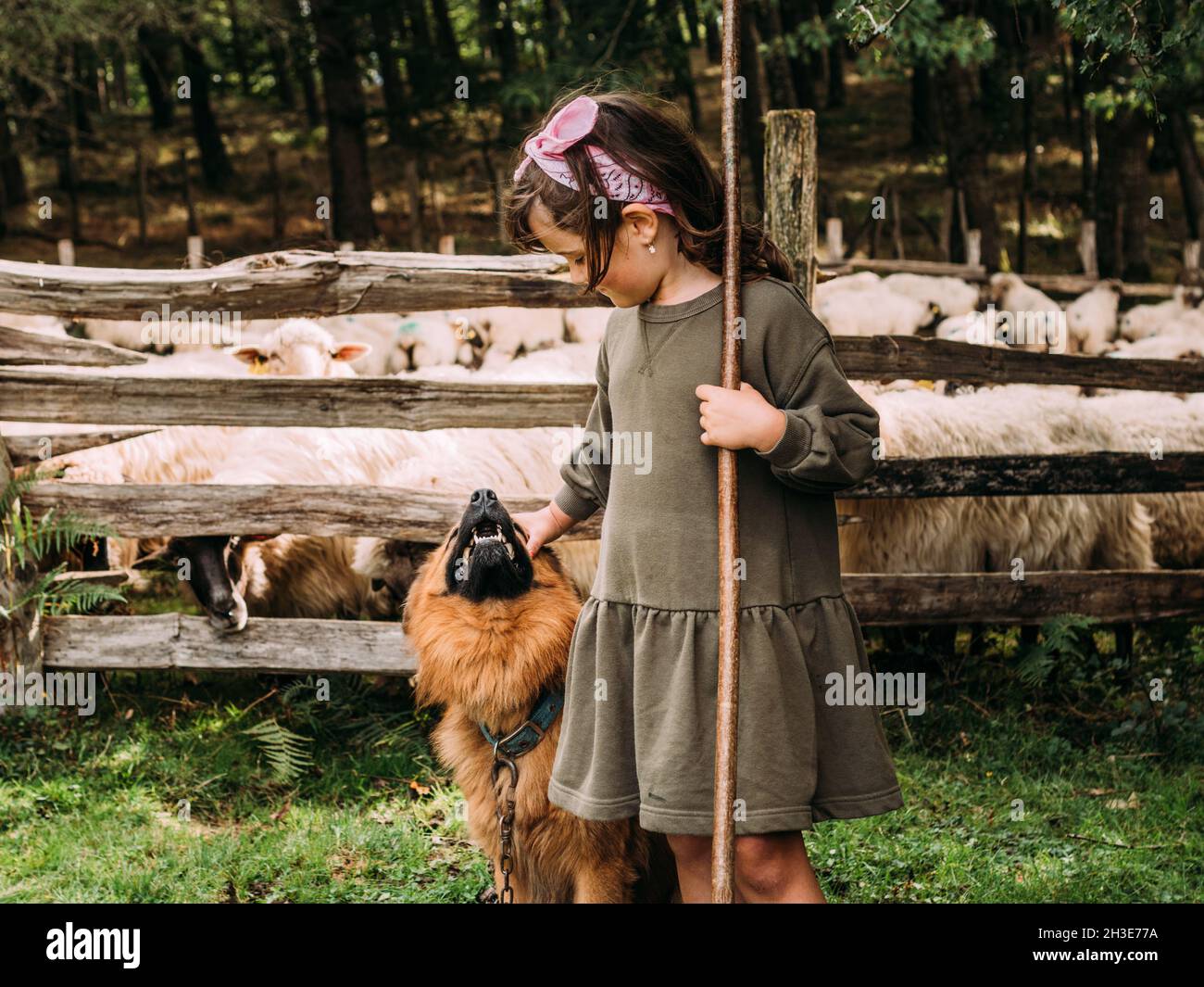 Side view of cute little girl caressing obedient Basque Shepherd Dog ...