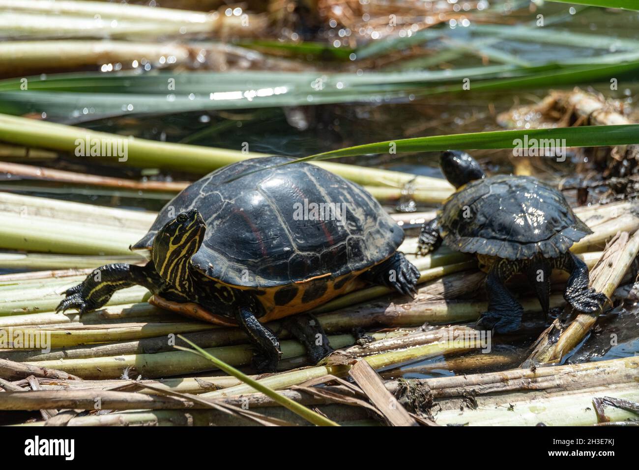 Turtle in its natural habitat. Pond turtle, yellowbellied on the shore