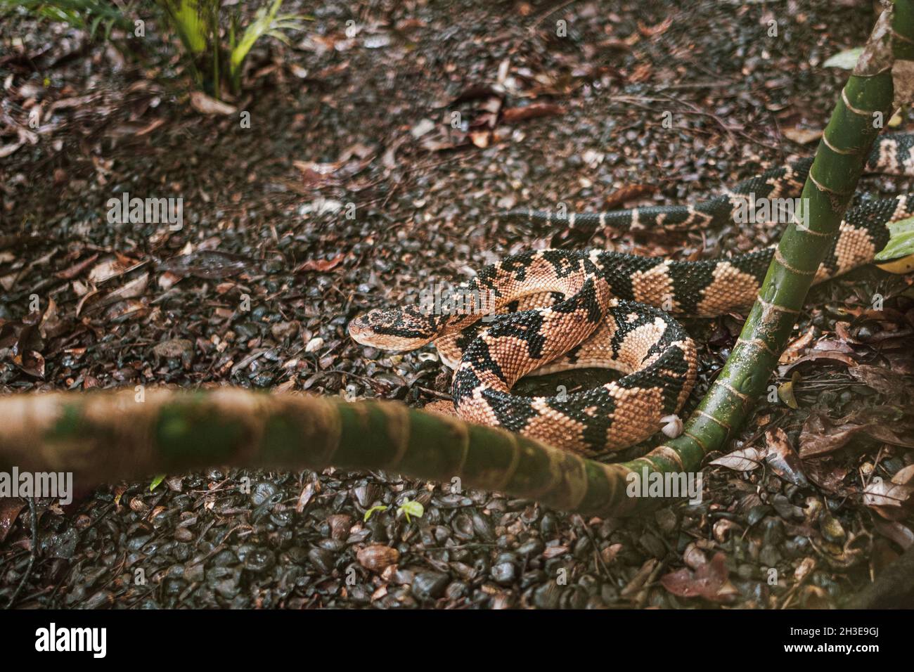From above of dangerous venomous Lachesis muta snake crawling on ground in natural habitat Stock Photo