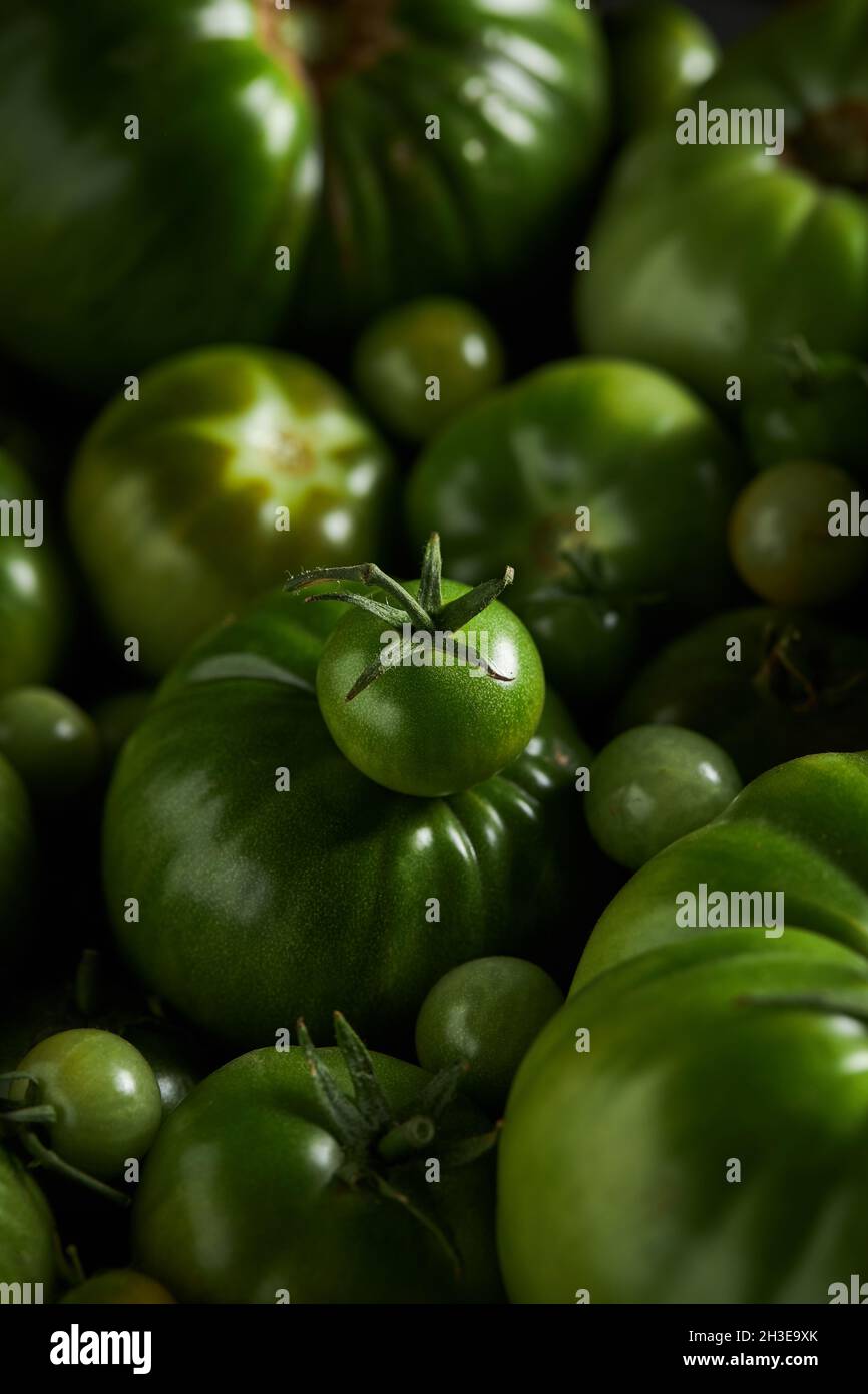 A underripe berry tomato over a bunch of green tomatoes Stock Photo - Alamy