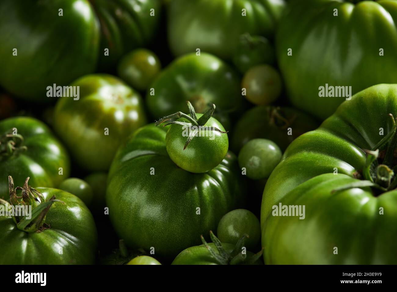 A underripe berry tomato over a bunch of green tomatoes Stock Photo - Alamy