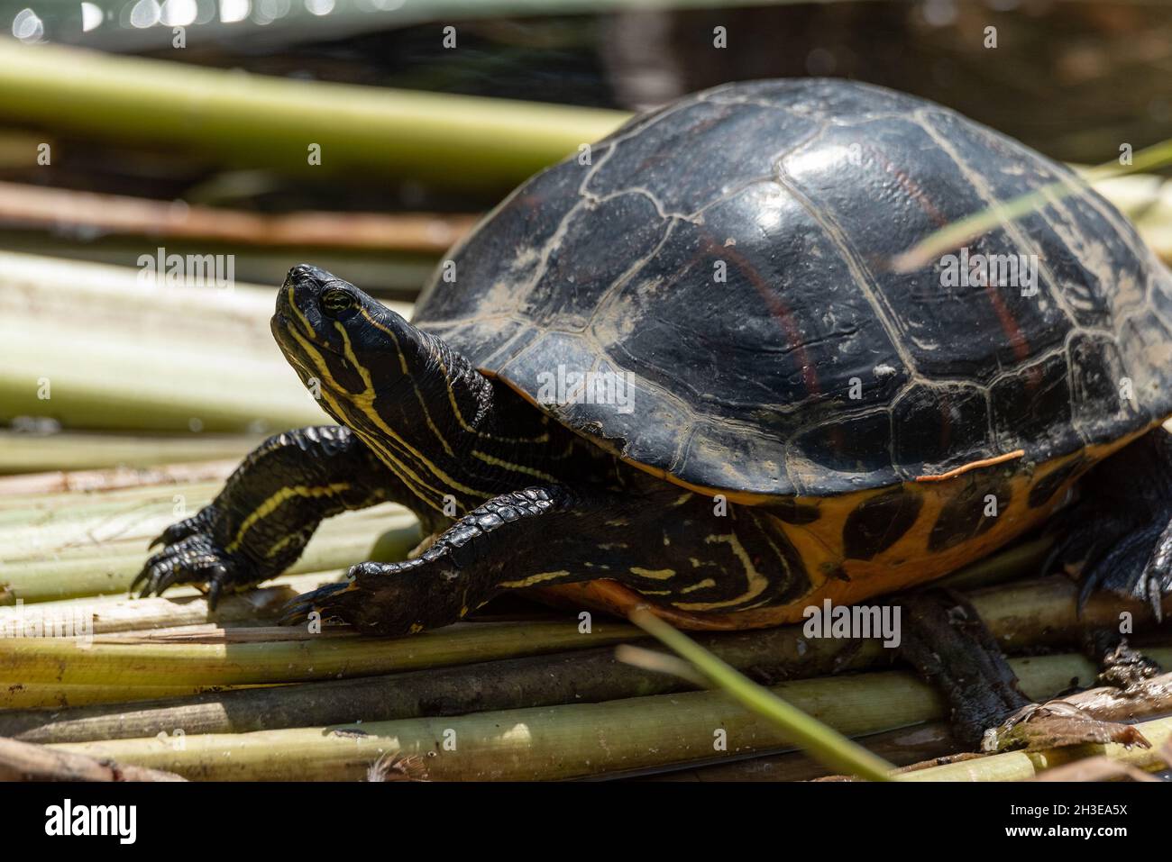 Turtle in its natural habitat. Pond turtle, yellowbellied on the shore