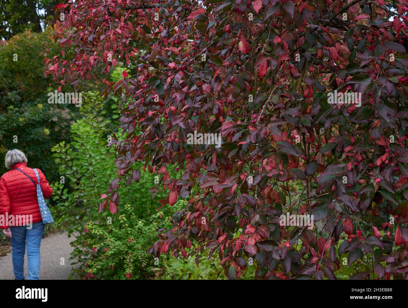 Red leaves of Euonymus europeus Red Cascade in autumn. Stock Photo