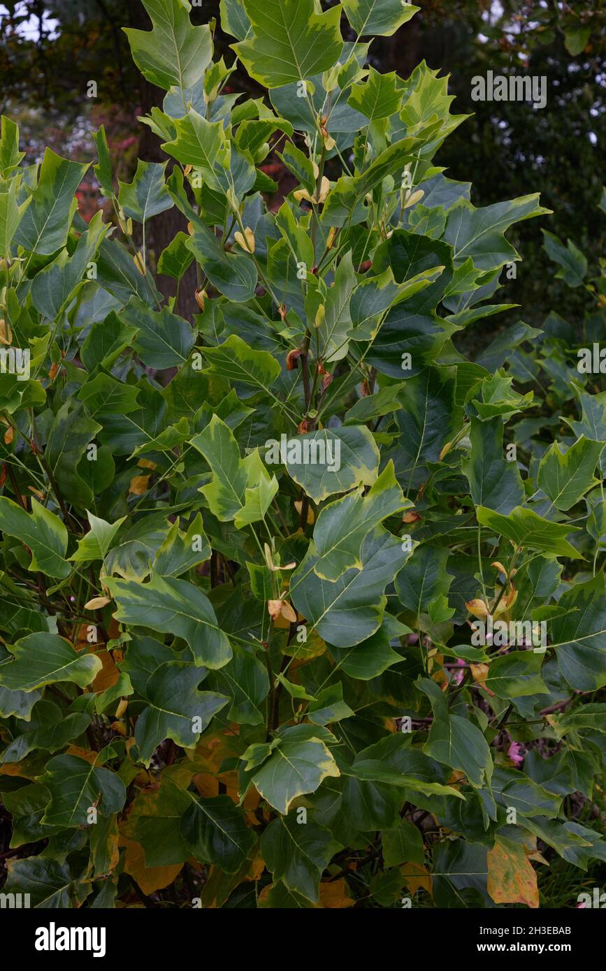 Close up of Liriondendron tulipifera aureomarginatum. Stock Photo