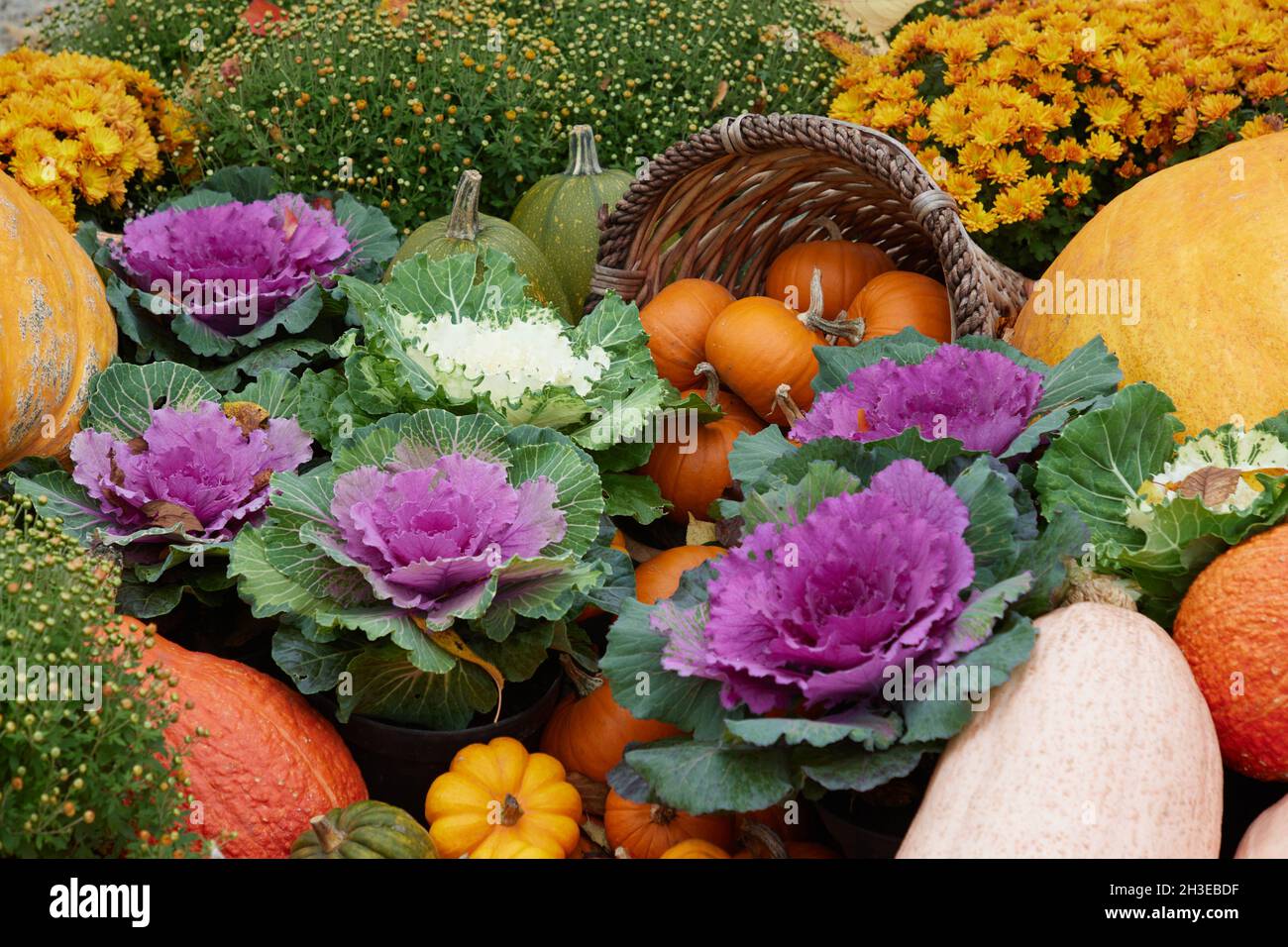 A display of ornamental cabbage plants, pot mums chrysanthemum  and cucurbita in autumn. Stock Photo