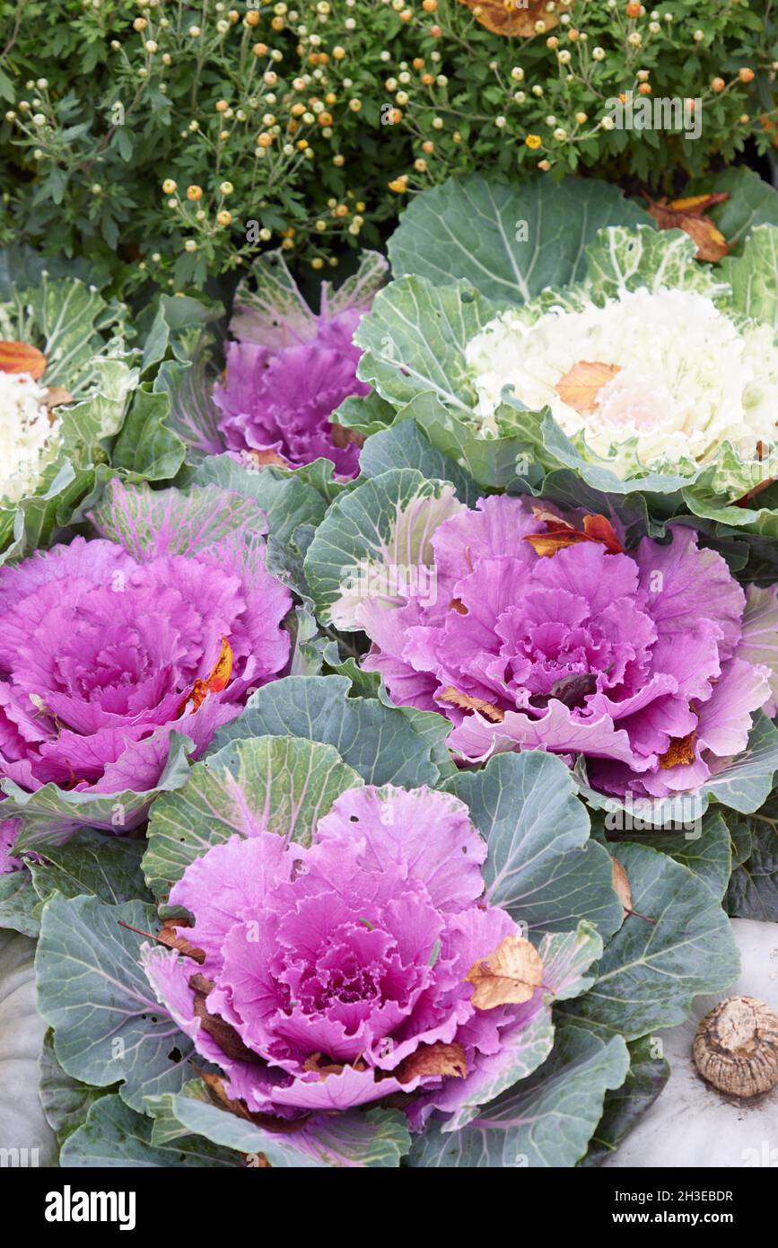 Close up of ornamental garden cabbage plants. Stock Photo