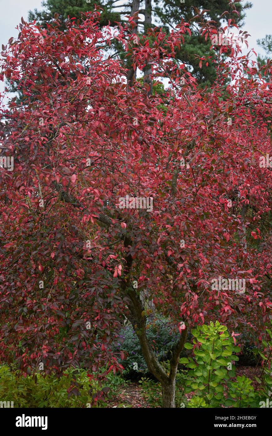 Red leaves of Euonymus europeus Red Cascade in autumn. Stock Photo