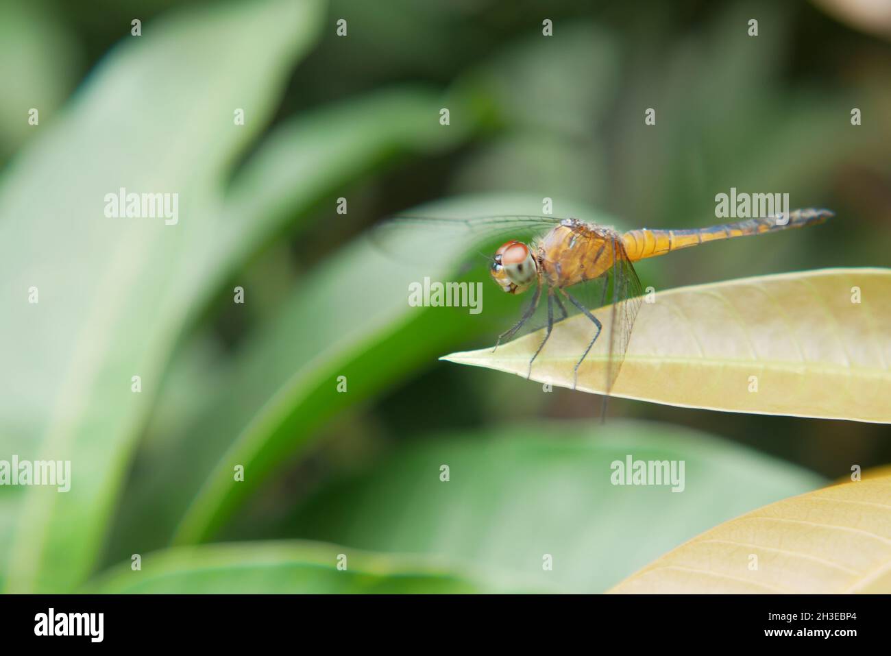 close up of Dragonfly on a plant Stock Photo - Alamy
