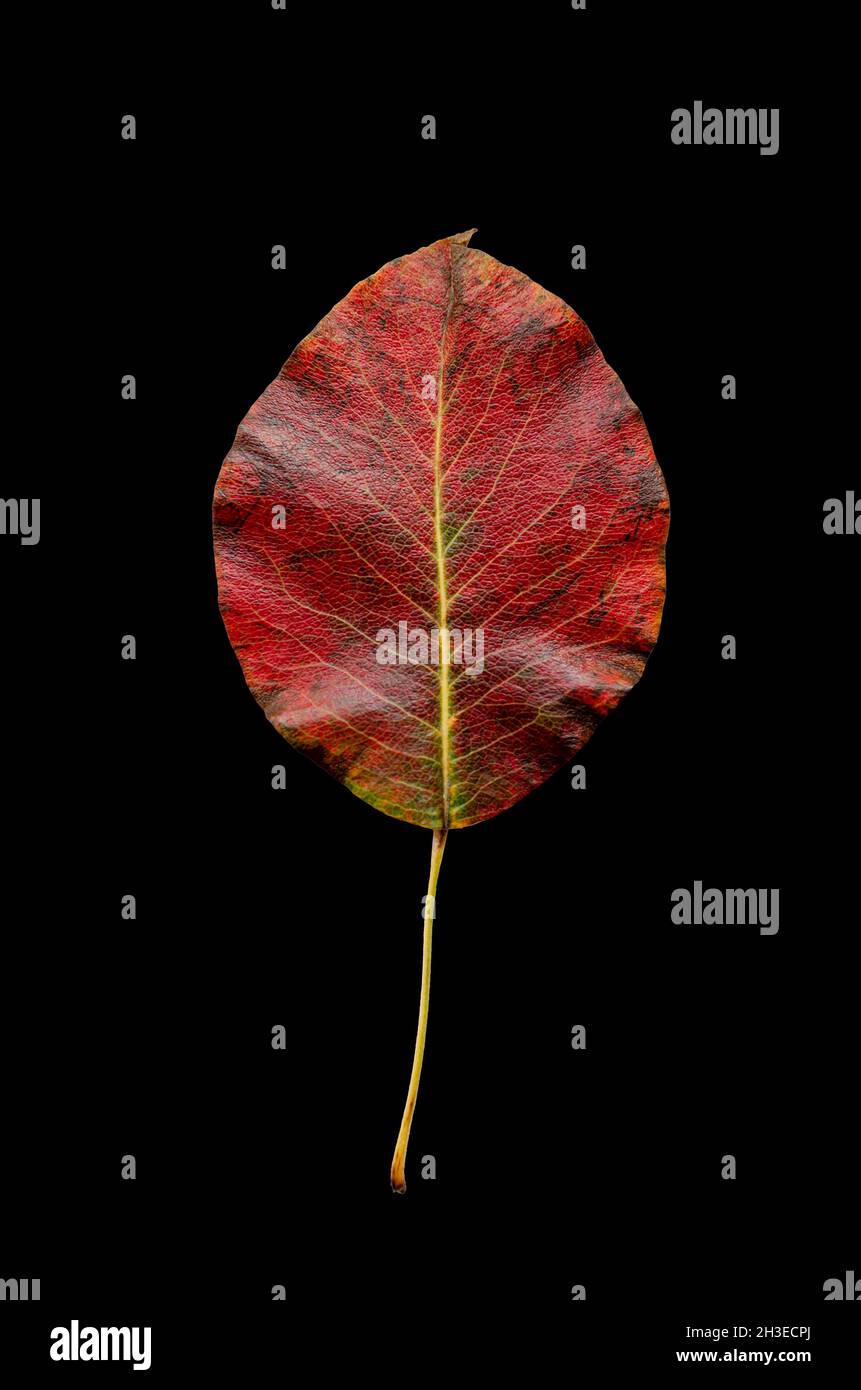 colorful autumn leaf isolated on black background Stock Photo