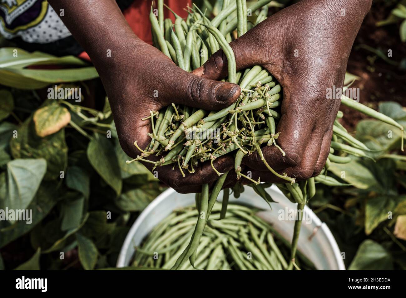 Hands images holding agriculture feed produce products like the green