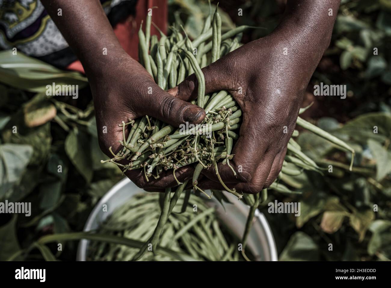 Hands images holding agriculture feed produce products like the green