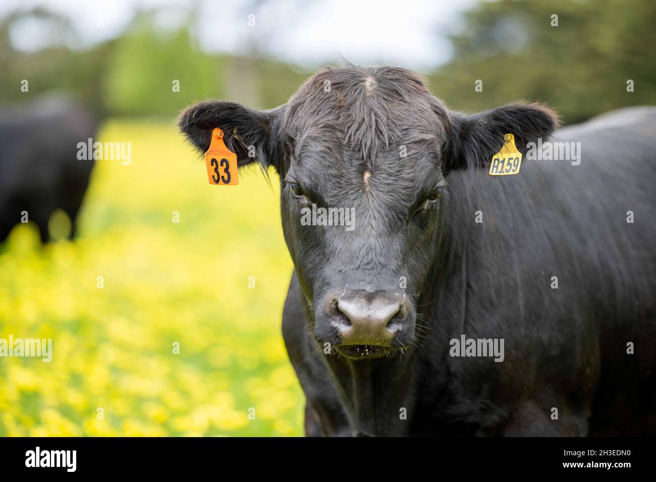 Beef cows and calves grazing on grass in Australia. Eating hay and silage. breeds include