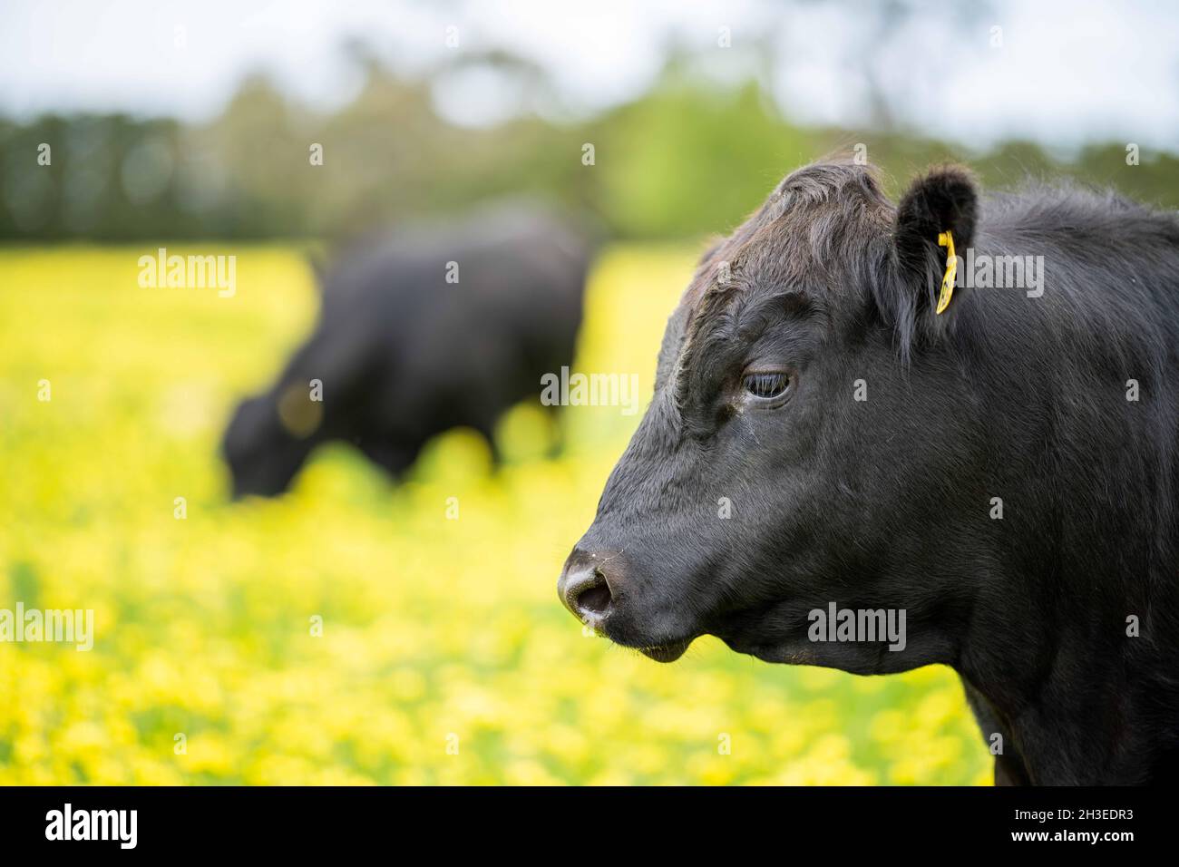 Beef cows and calves grazing on grass in Australia. Eating hay and