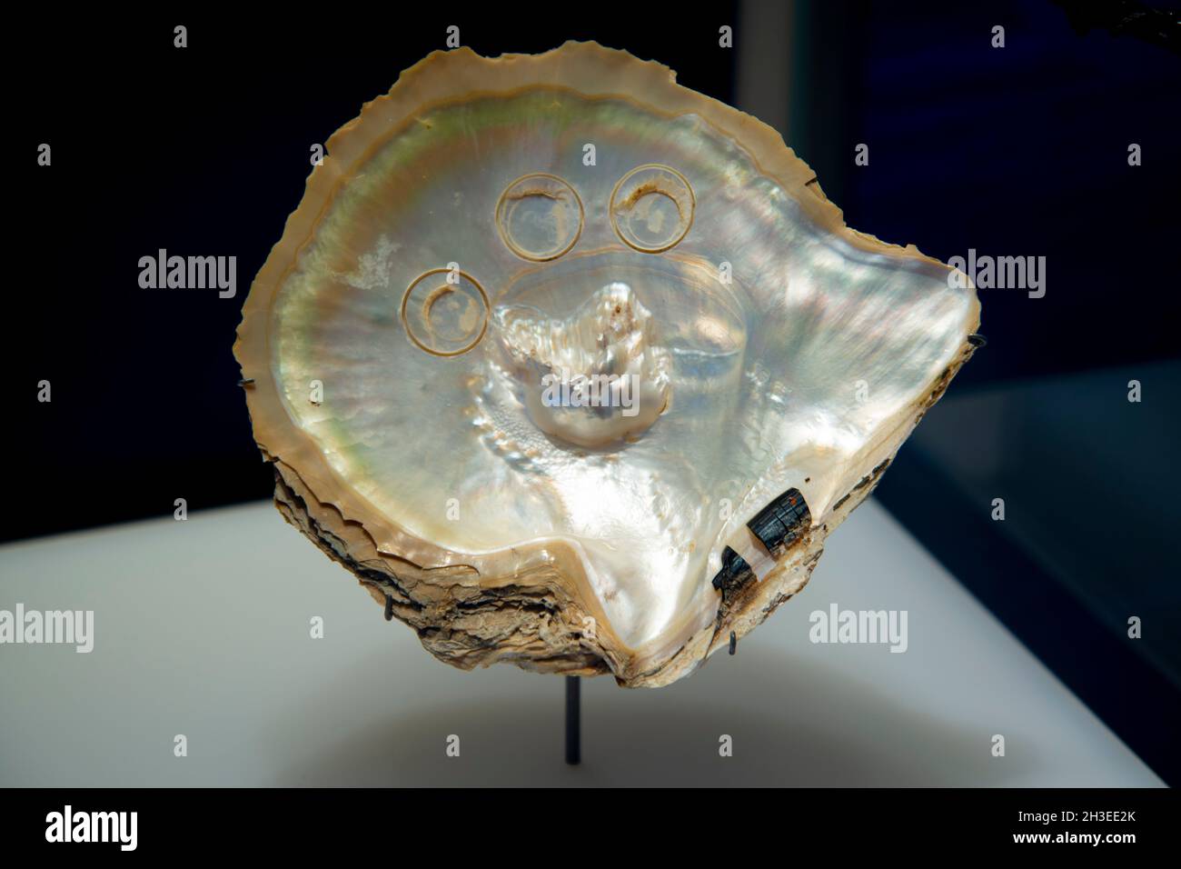 Inside Portion of Pearl Clam Shell Stock Photo