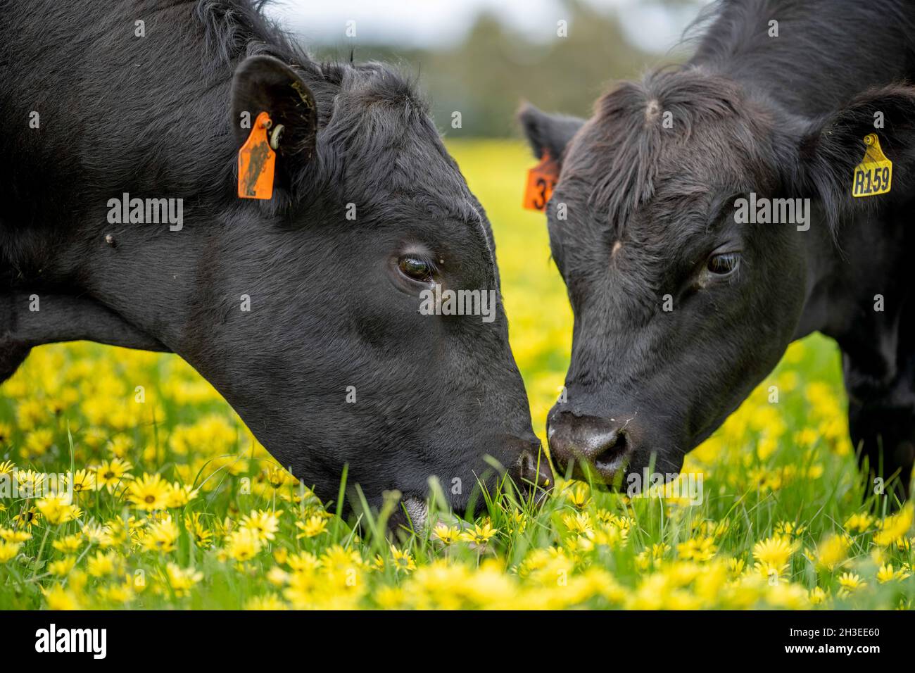 Beef cows and calves grazing on grass in Australia. Eating hay and silage. breeds include