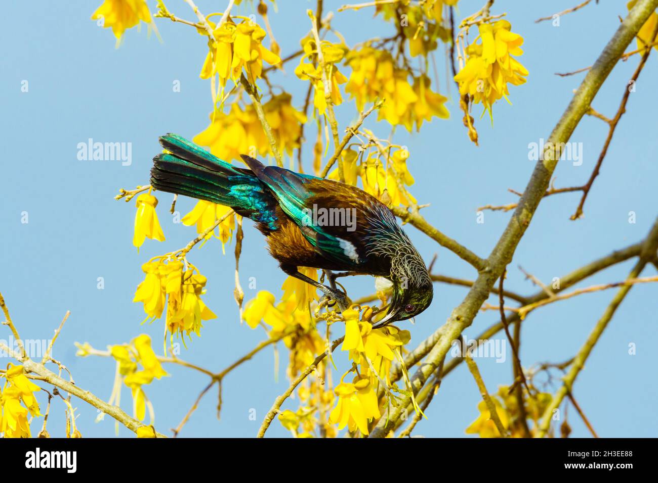 A beautiful Tui bird feeding on the yellow flowers of New Zealand's native Kowhai tree. Stock Photo