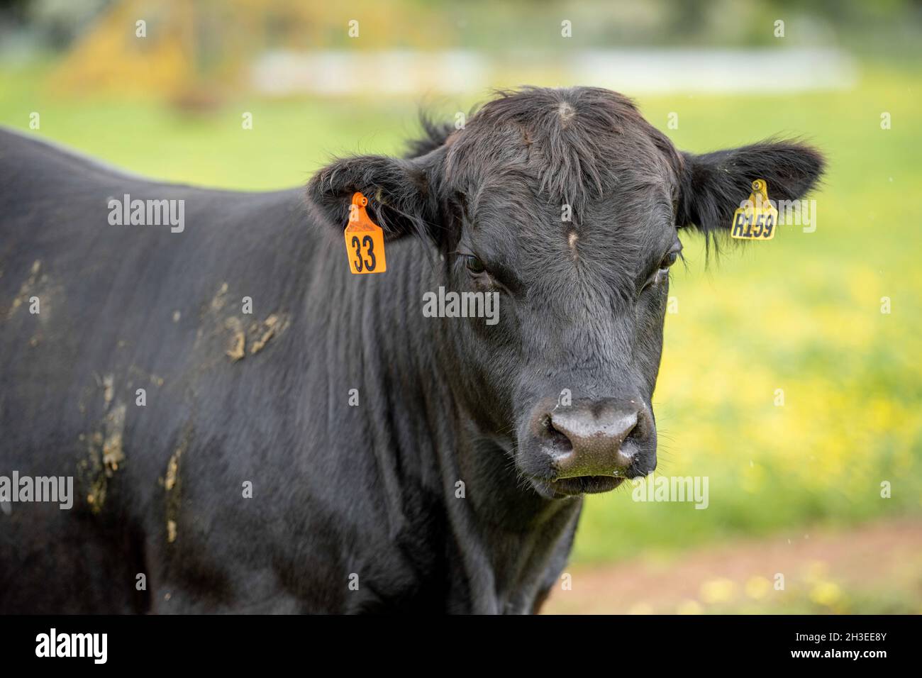 Beef cows and calves grazing on grass in Australia. Eating hay and silage. breeds include