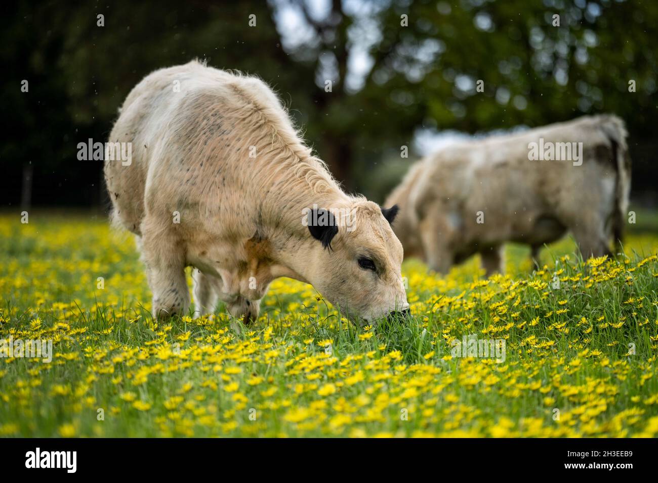 Close of Stud Beef bulls, cows and calves grazing on grass in a field, in Australia. breeds of cattle include speckle park, murray grey, angus, bra Stock Photo - Alamy