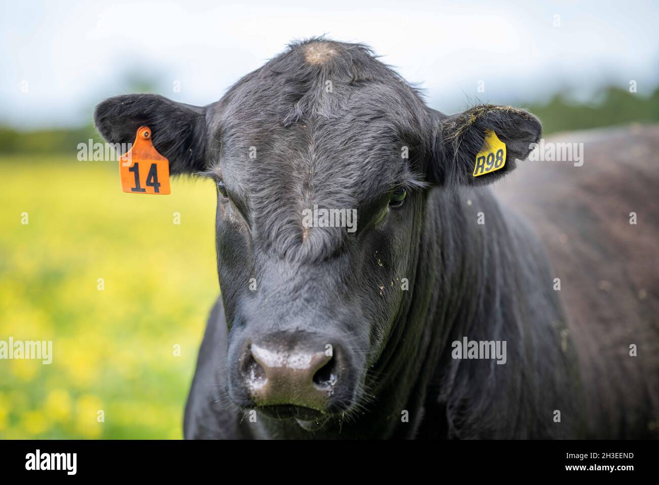 Close up of cows in the field, Angus and Murray Grey beef Cattle eating