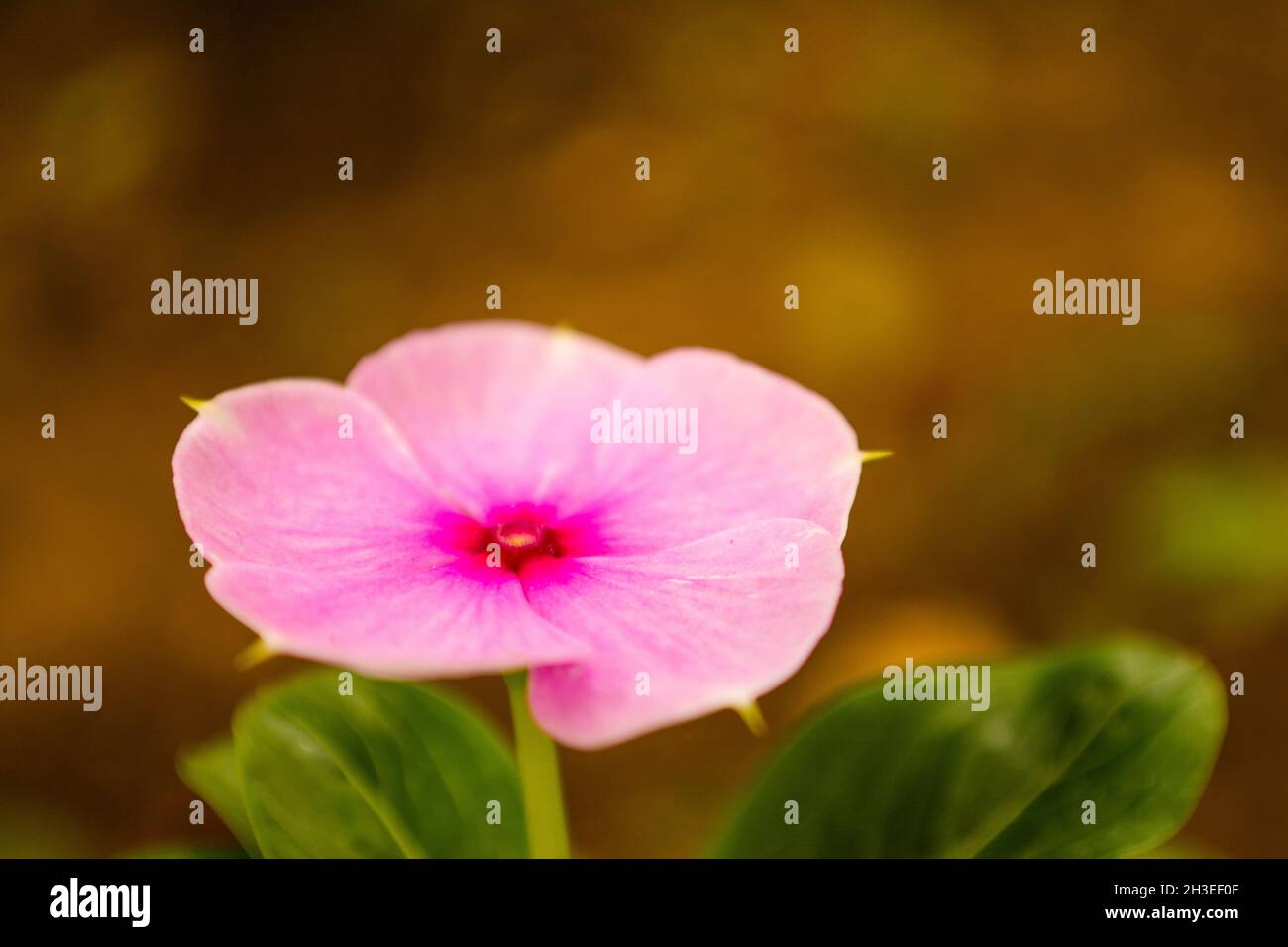 Fiori campagna hi-res stock photography and images - Alamy