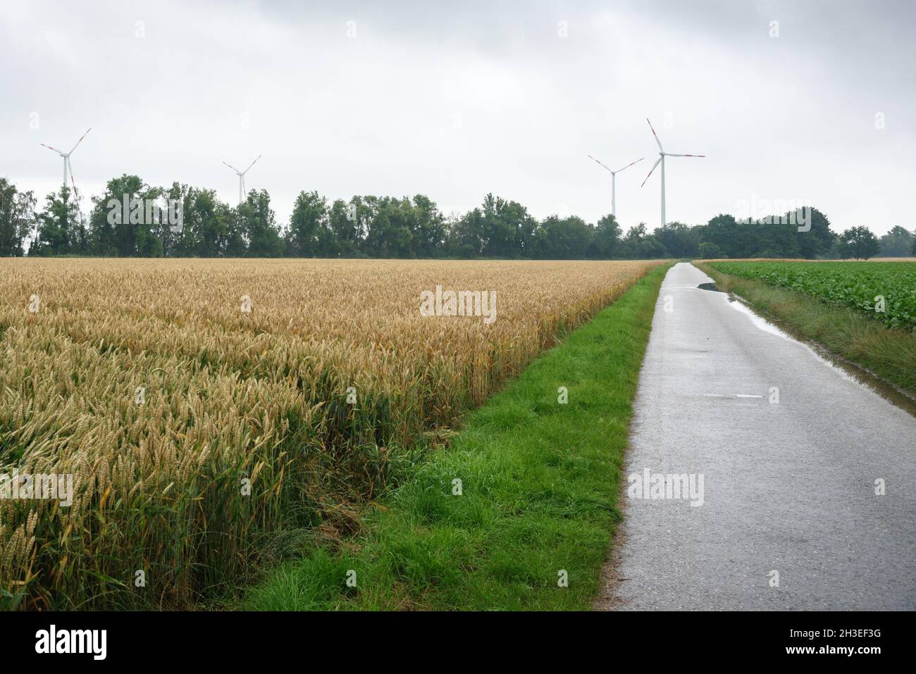 Deserted paved path through cultivated fields in the countryside of Germany on a foggy day. A wind farm is visible in background. Stock Photo