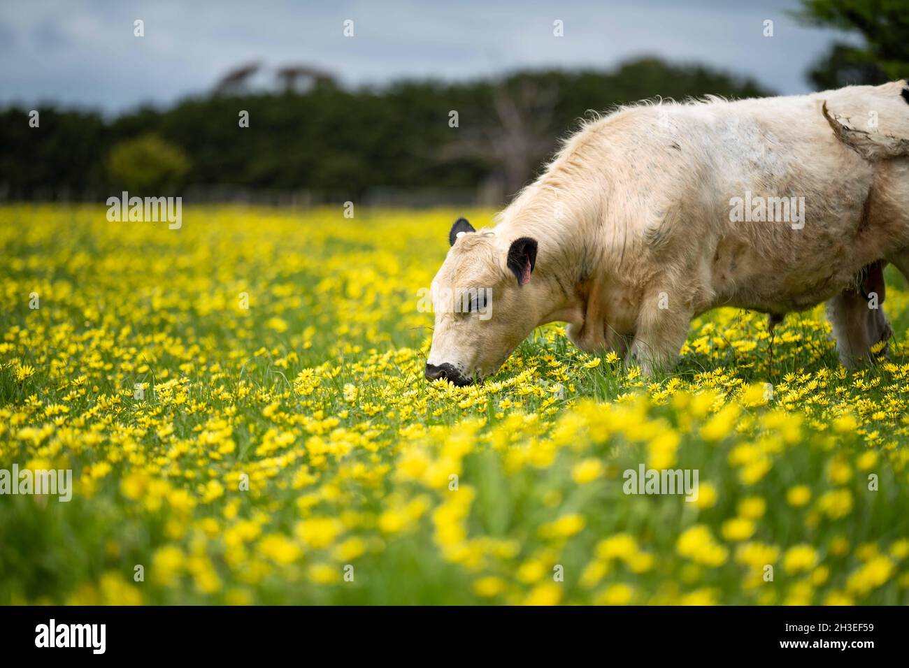 Beef cows and calves grazing on grass in Australia. Eating hay and silage. breeds include