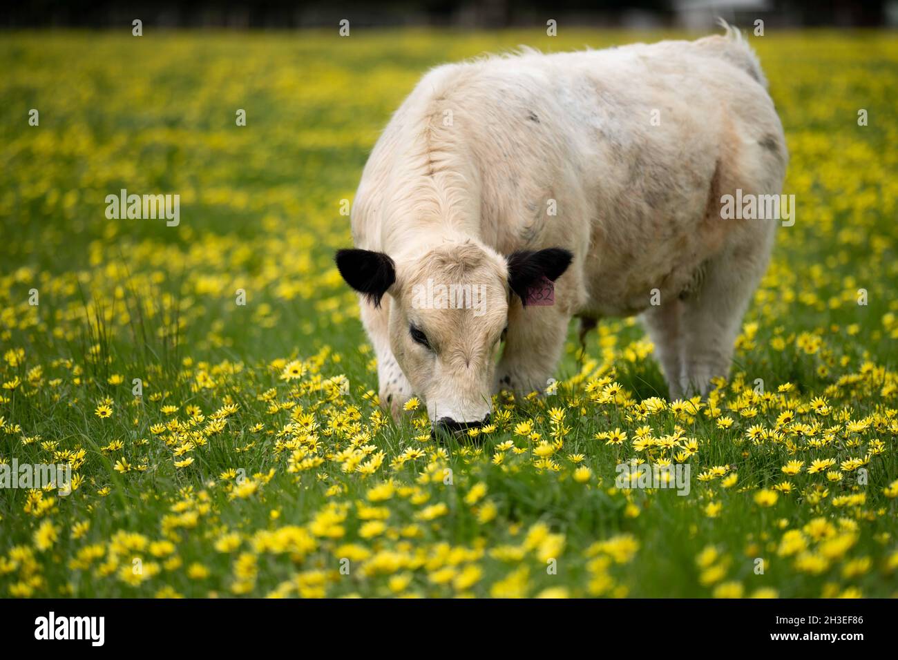 Beef cows and calves grazing on grass in Australia. Eating hay and