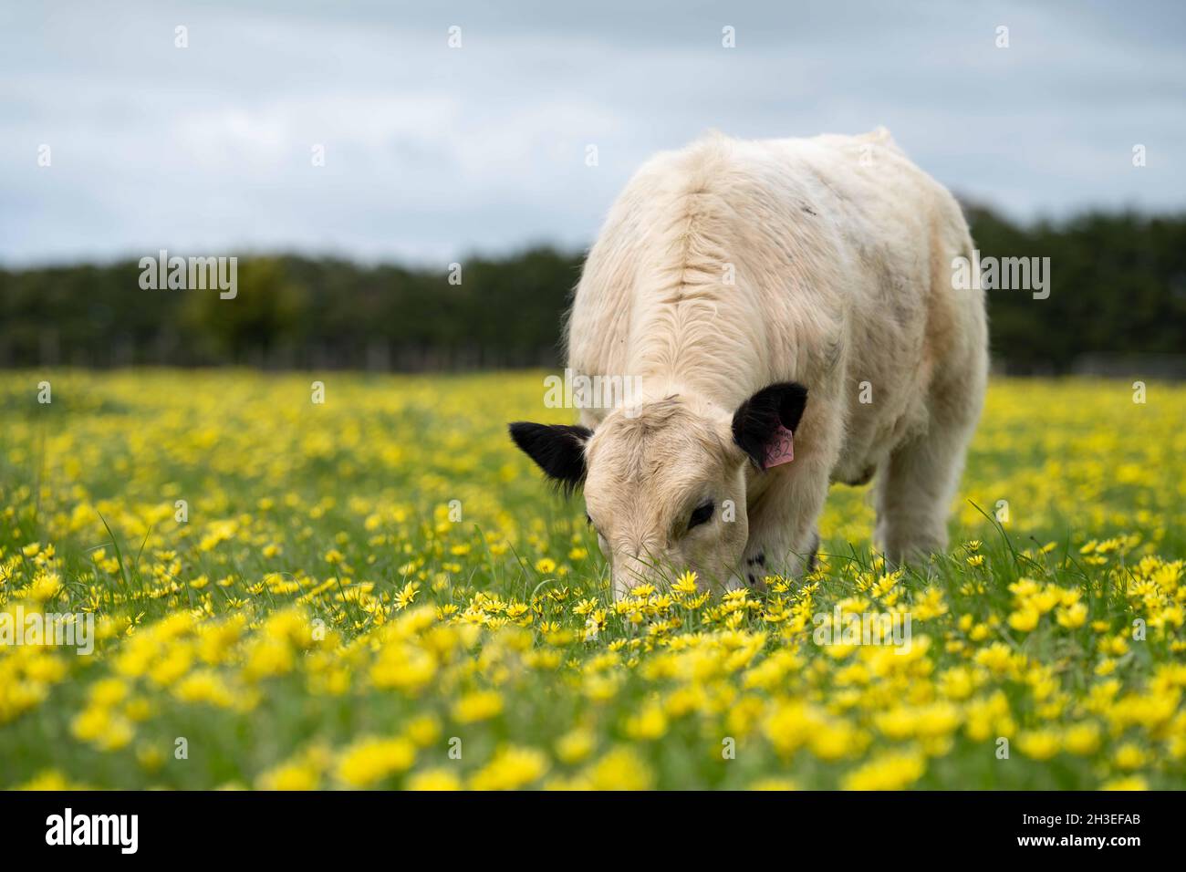 Beef cows and calves grazing on grass in Australia. Eating hay and silage. breeds include