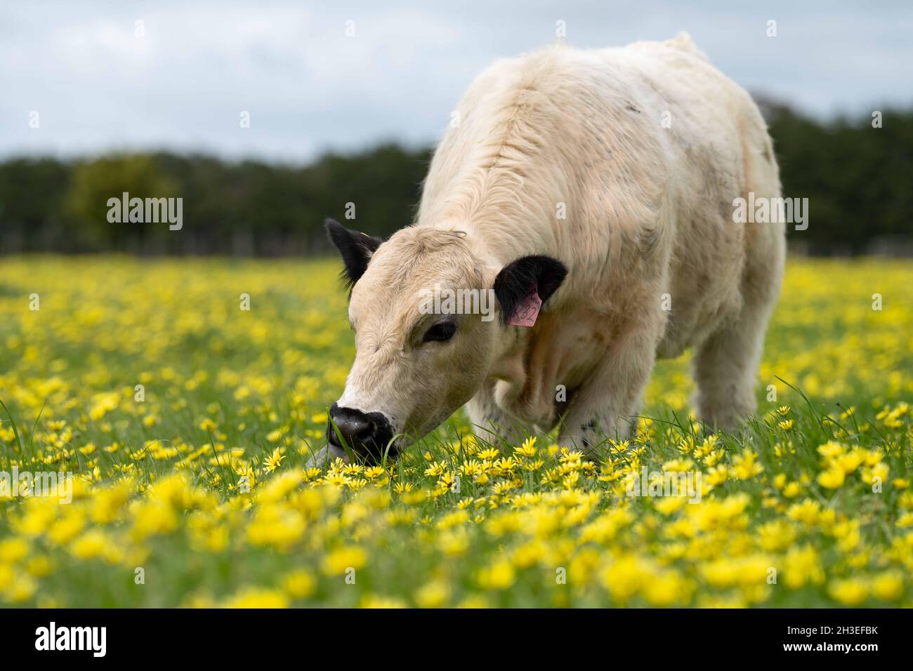 Beef cows and calves grazing on grass in Australia. Eating hay and