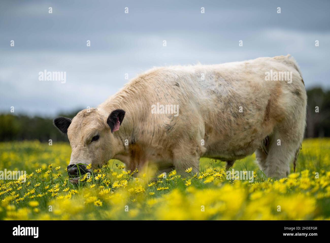 Beef cows and calves grazing on grass in Australia. Eating hay and silage. breeds include