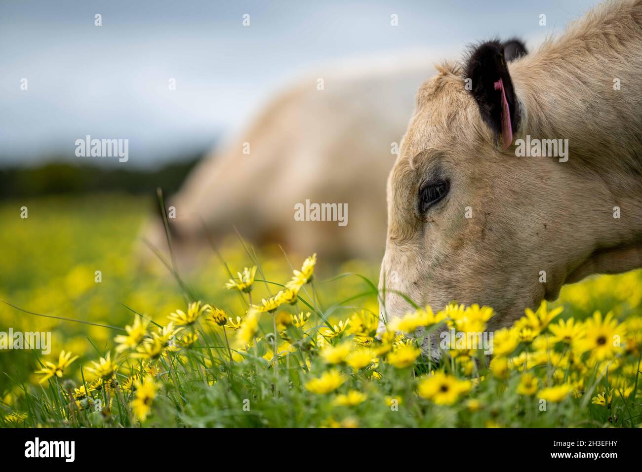 Beef cows and calves grazing on grass in Australia. Eating hay and