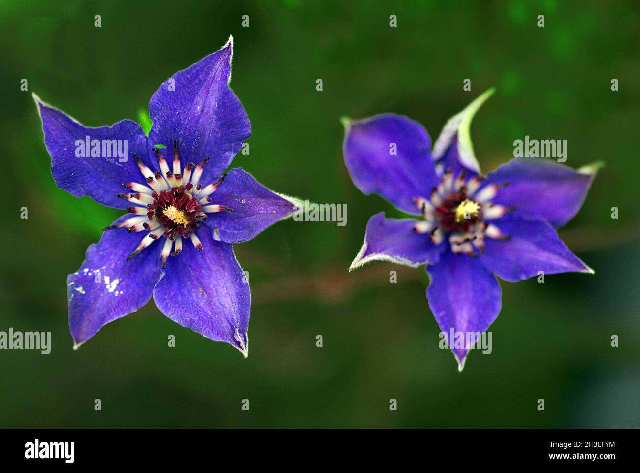 Platycodon grandiflorus astra blue, balloon flower with buds and green leafs, isolated. Stock Photo